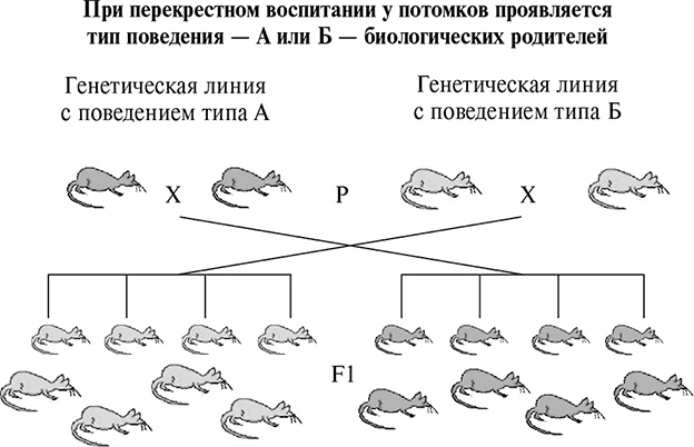 Стой, кто ведет? Биология поведения человека и других зверей