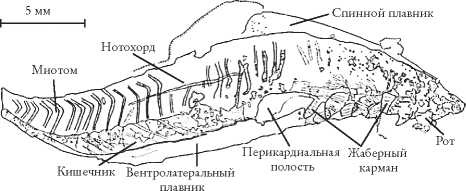 Рассказ предка. Паломничество к истокам жизни