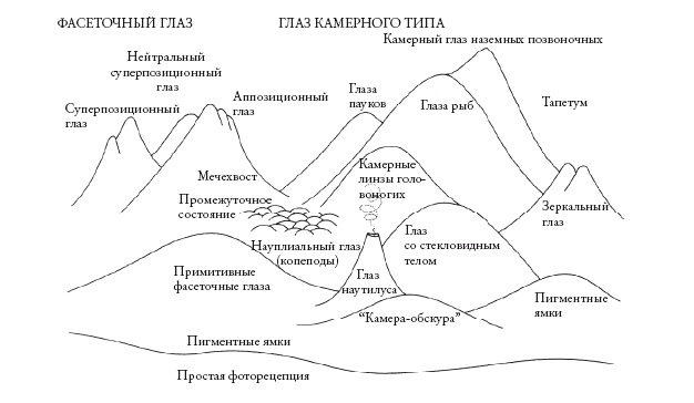 Рассказ предка. Паломничество к истокам жизни