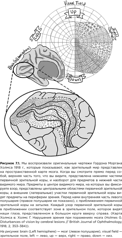 Мозг зомби. Научный подход к поведению ходячих мертвецов