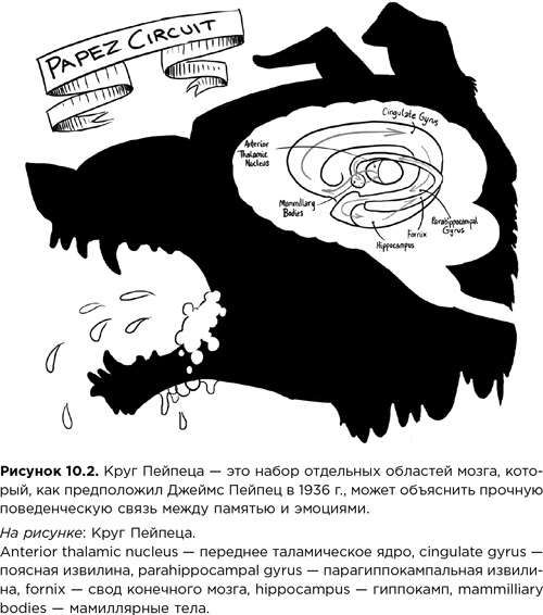 Мозг зомби. Научный подход к поведению ходячих мертвецов