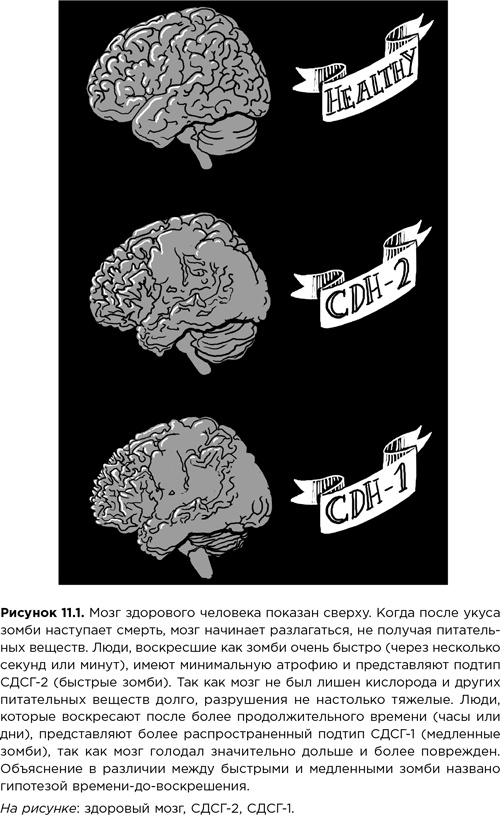 Мозг зомби. Научный подход к поведению ходячих мертвецов