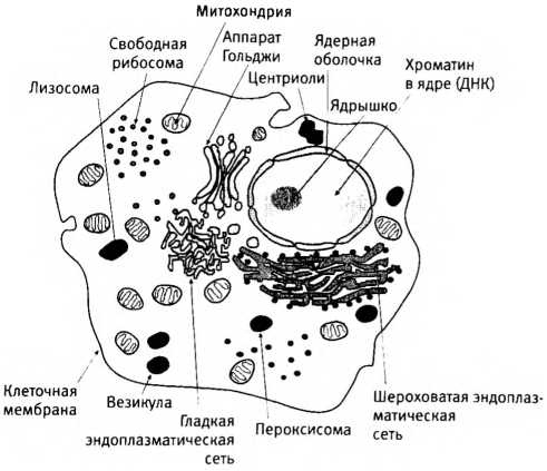 Лестница жизни. Десять великих изобретений эволюции