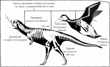 Лестница жизни. Десять великих изобретений эволюции