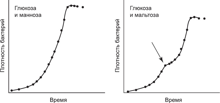 Закон "джунглей". В поисках формулы жизни