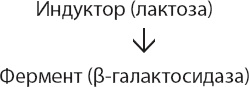 Закон "джунглей". В поисках формулы жизни