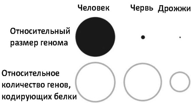 Мусорная ДНК. Путешествие в темную материю генома