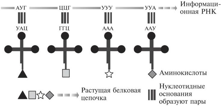 Мусорная ДНК. Путешествие в темную материю генома