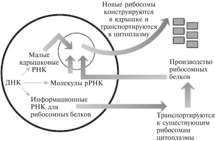 Мусорная ДНК. Путешествие в темную материю генома