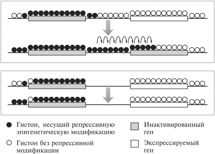 Мусорная ДНК. Путешествие в темную материю генома