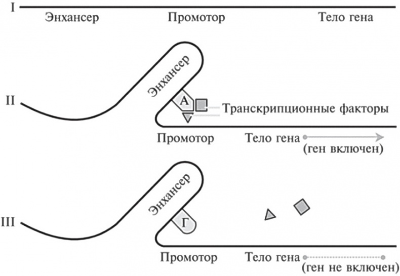 Мусорная ДНК. Путешествие в темную материю генома