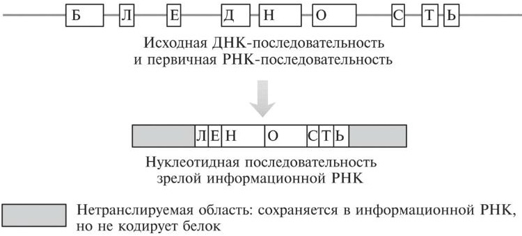 Мусорная ДНК. Путешествие в темную материю генома