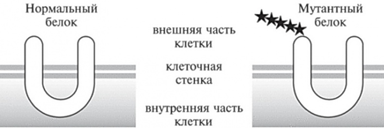 Мусорная ДНК. Путешествие в темную материю генома