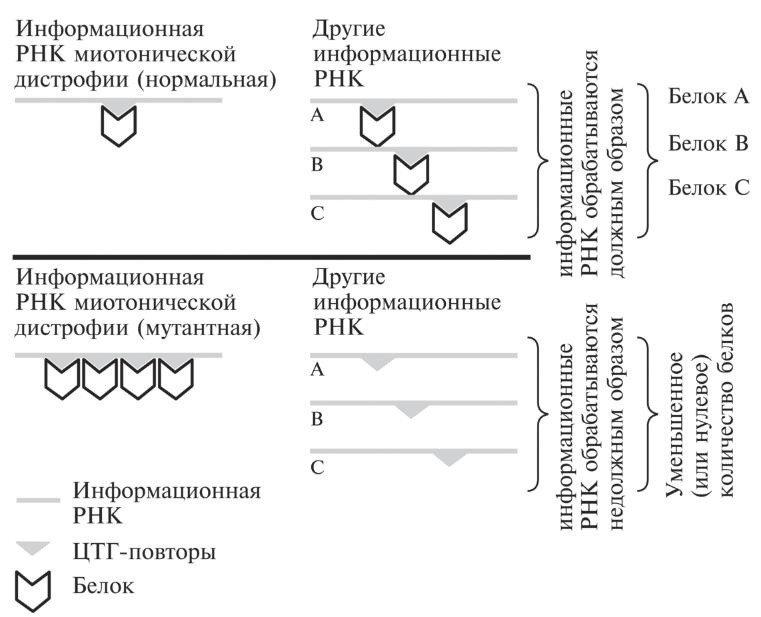 Мусорная ДНК. Путешествие в темную материю генома