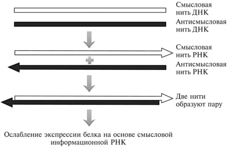 Мусорная ДНК. Путешествие в темную материю генома