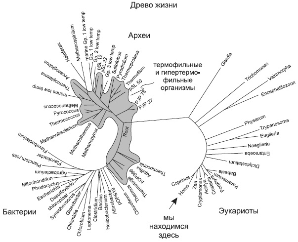 Новая история происхождения жизни на Земле