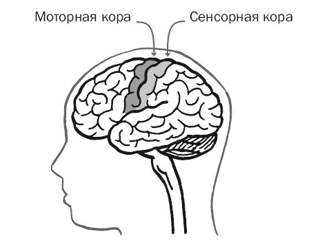 Дуэль нейрохирургов. Как открывали тайны мозга, и почему смерть одного короля смогла перевернуть науку