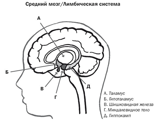 Дуэль нейрохирургов. Как открывали тайны мозга, и почему смерть одного короля смогла перевернуть науку