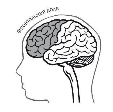 Дуэль нейрохирургов. Как открывали тайны мозга, и почему смерть одного короля смогла перевернуть науку