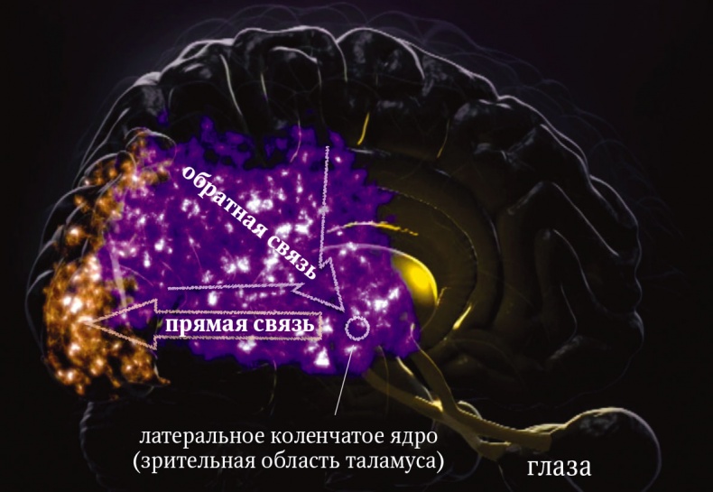 Мозг. Ваша личная история