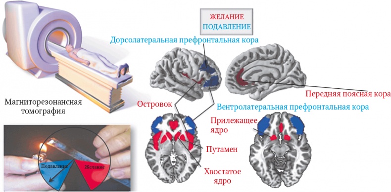 Мозг. Ваша личная история