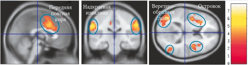 Мозг. Ваша личная история