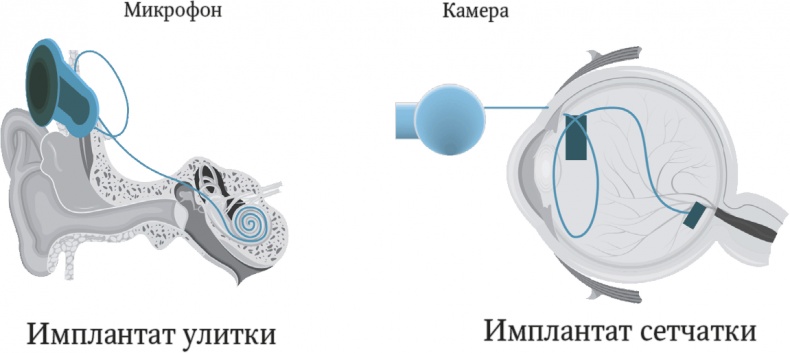 Мозг. Ваша личная история