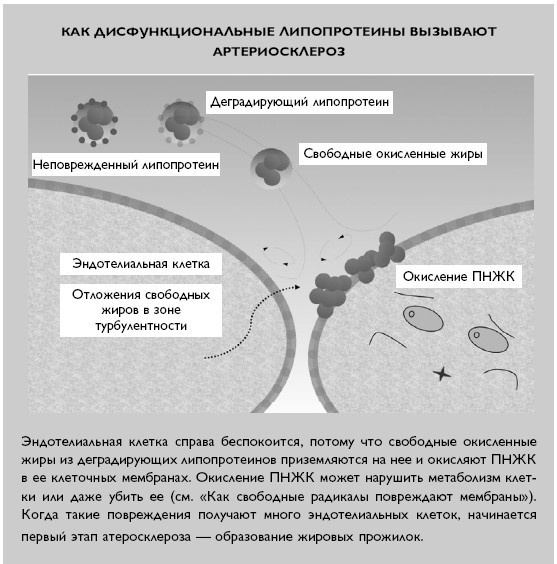 Умный ген. Какая еда нужна нашей ДНК