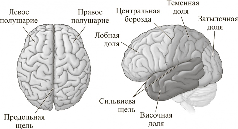 Коннектом. Как мозг делает нас тем, что мы есть