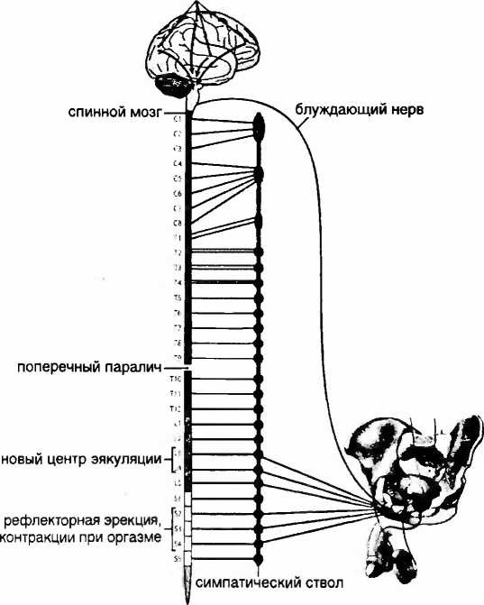 Мы - это наш мозг. От матки до Альцгеймера