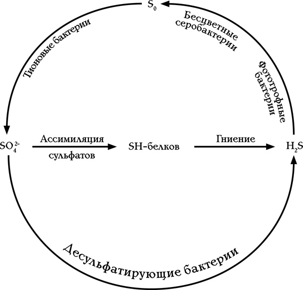 Как создать эко огород. Советы врача и садовода с 40-летним стажем!