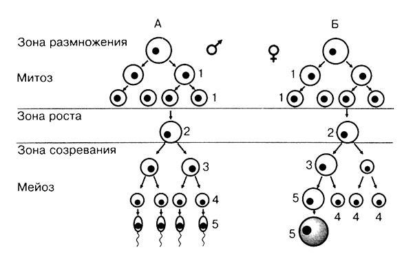 Темы школьного курса. Размножение организмов. Деление клеток. Способы размножения организмов. Онтогенез