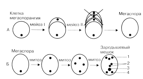 Темы школьного курса. Размножение организмов. Деление клеток. Способы размножения организмов. Онтогенез