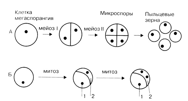 Темы школьного курса. Размножение организмов. Деление клеток. Способы размножения организмов. Онтогенез