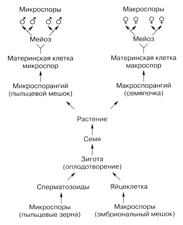 Темы школьного курса. Размножение организмов. Деление клеток. Способы размножения организмов. Онтогенез