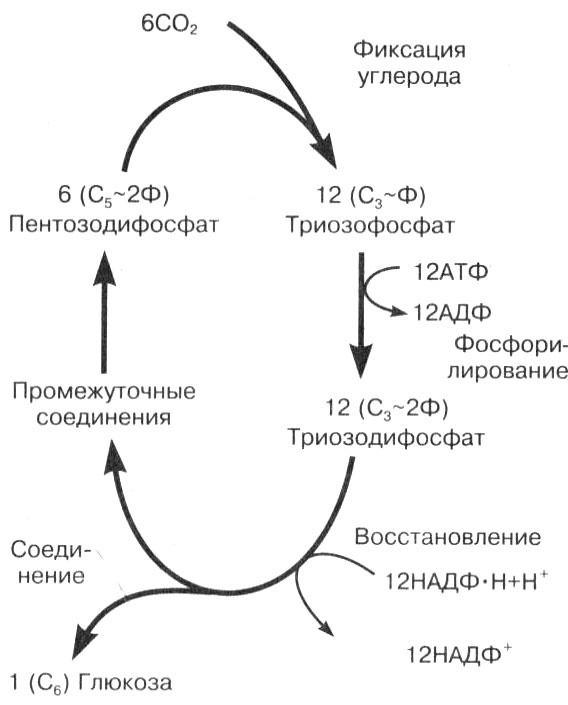 Биология: Обмен веществ и энергии в клетках организма