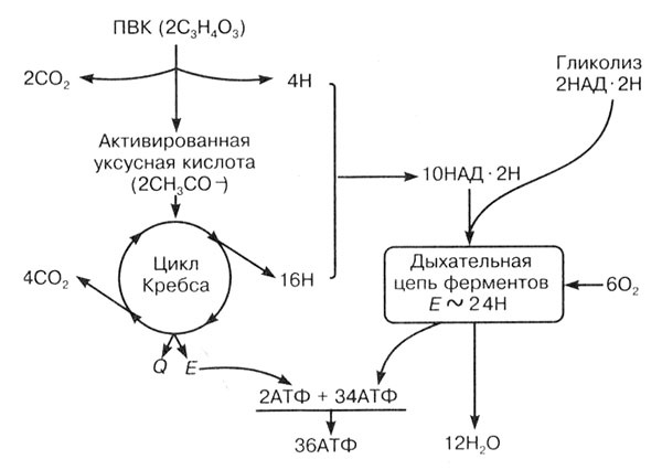 Биология: Обмен веществ и энергии в клетках организма