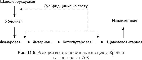 Происхождение жизни. От туманности до клетки