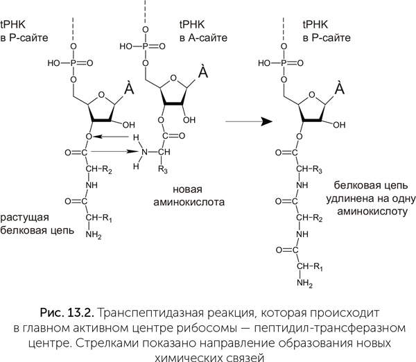 Происхождение жизни. От туманности до клетки