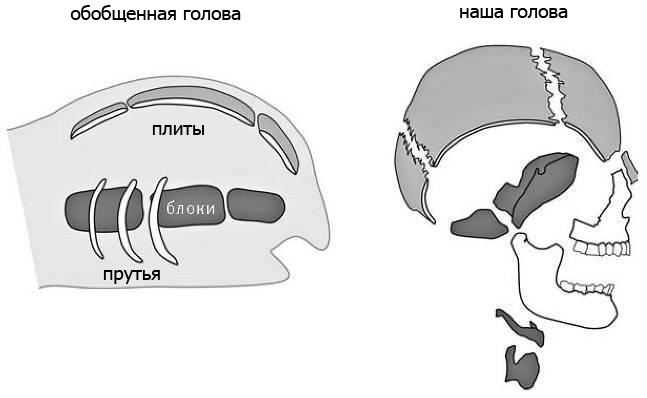 Внутренняя рыба. История человеческого тела с древнейших времен до наших дней