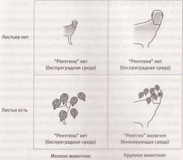 Революция в зрении. Что, как и почему мы видим на самом деле