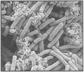 Микрокосм. E. coli и новая наука о жизни