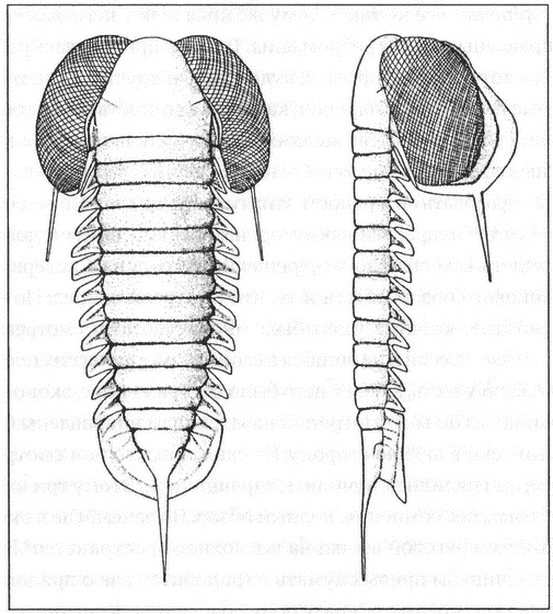 Трилобиты. Свидетели эволюции