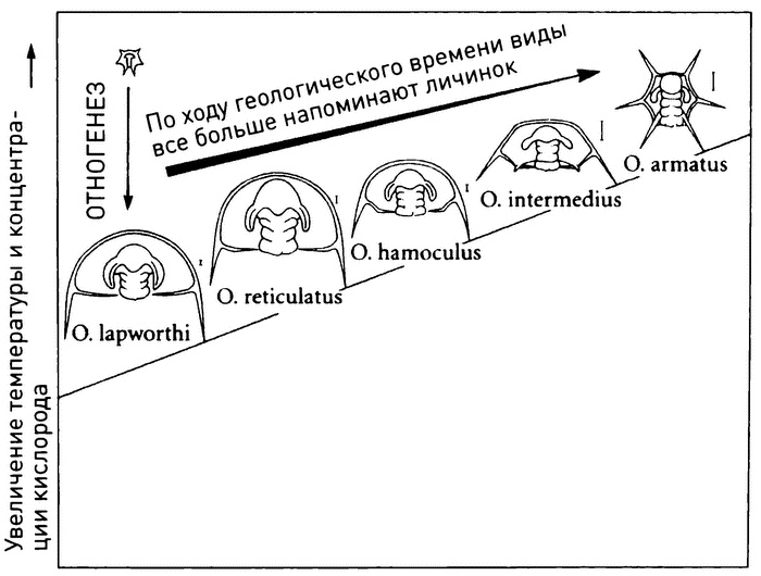 Трилобиты. Свидетели эволюции