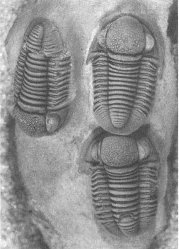 Трилобиты. Свидетели эволюции