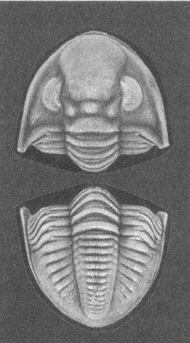Трилобиты. Свидетели эволюции