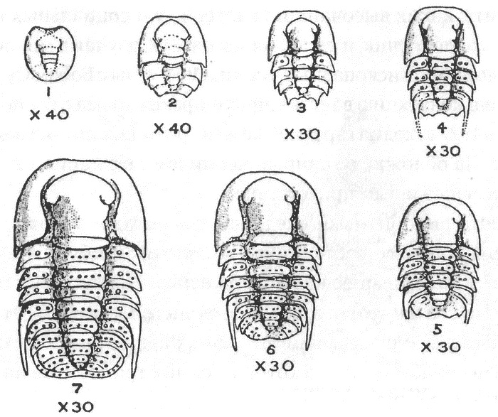 Трилобиты. Свидетели эволюции