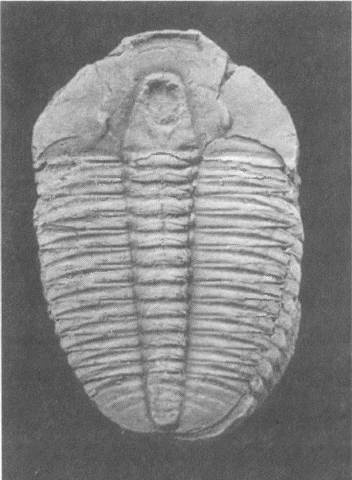 Трилобиты. Свидетели эволюции