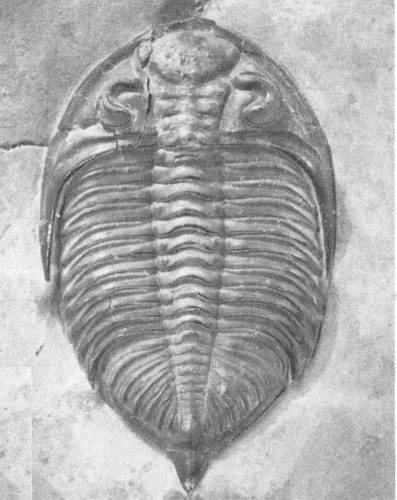 Трилобиты. Свидетели эволюции