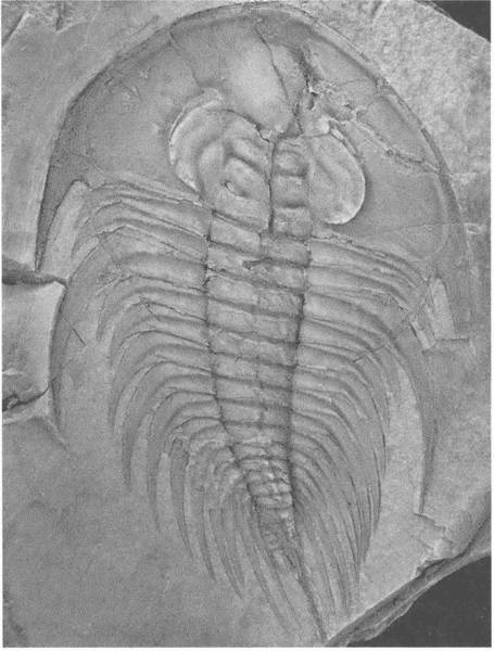 Трилобиты. Свидетели эволюции